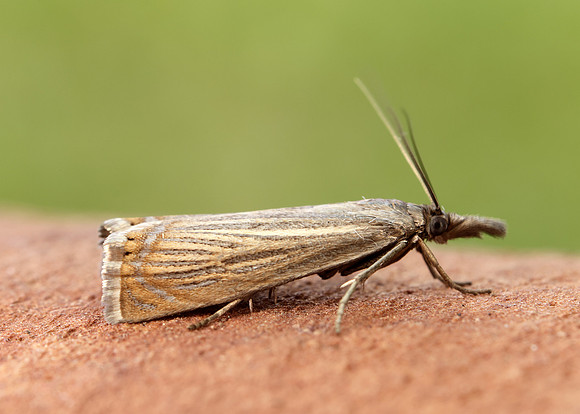 63.080 BF1293 Chrysoteuchia culmella