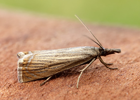 63.080 BF1293 Chrysoteuchia culmella
