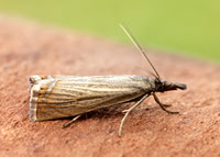 63.080 BF1293 Chrysoteuchia culmella