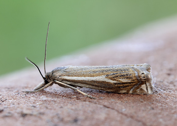 63.086 BF1301 Crambus lathoniellus