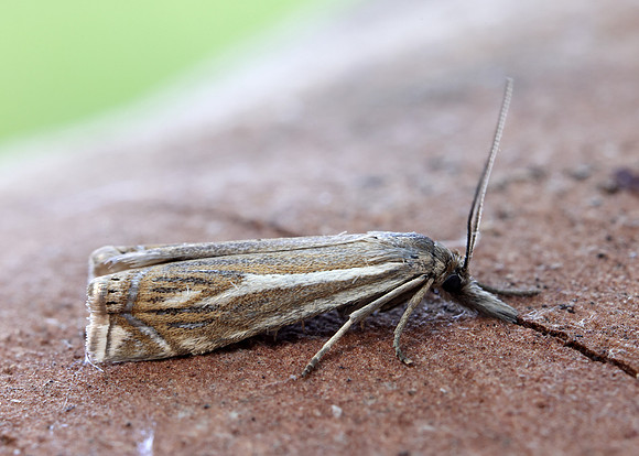 63.086 BF1301 Crambus lathoniellus