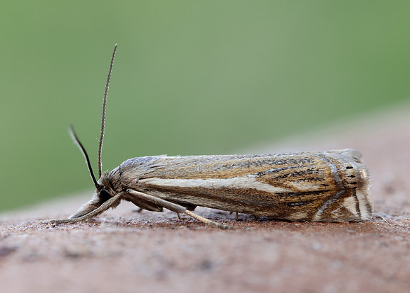 63.086 BF1301 Crambus lathoniellus