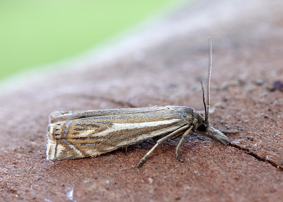 63.086 BF1301 Crambus lathoniellus