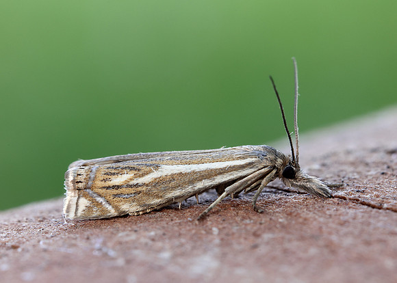 63.086 BF1301 Crambus lathoniellus