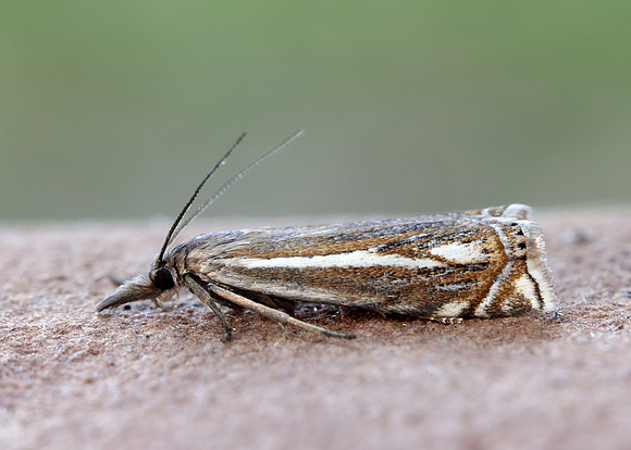 63.086 BF1301 Crambus lathoniellus