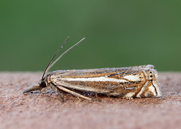 63.086 BF1301 Crambus lathoniellus