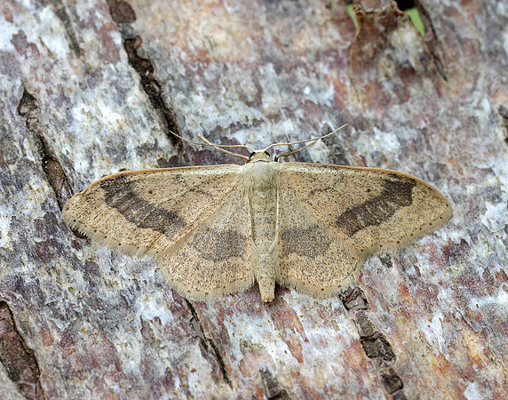 70.016 BF1713 Riband Wave Idaea aversata