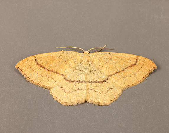 70.037 BF1681 Clay Triple-lines Cyclophora linearia