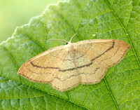 70.037 BF1681 Clay Triple-lines Cyclophora linearia