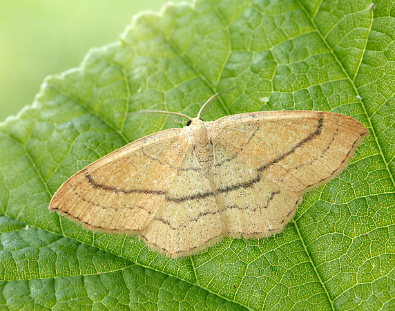 70.037 BF1681 Clay Triple-lines Cyclophora linearia