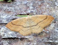 70.037 BF1681 Clay Triple-lines Cyclophora linearia