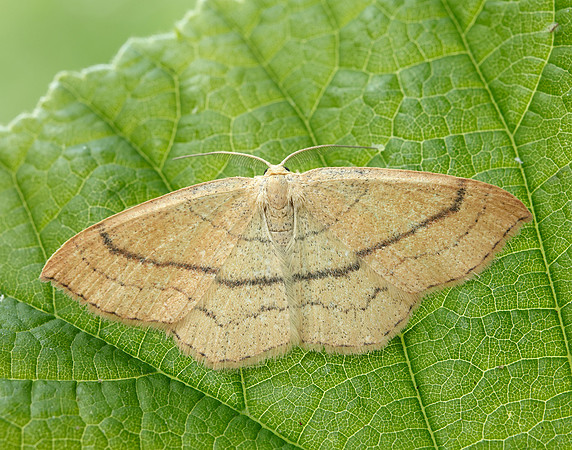 70.037 BF1681 Clay Triple-lines Cyclophora linearia