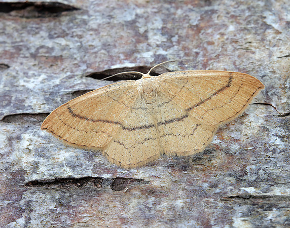 70.037 BF1681 Clay Triple-lines Cyclophora linearia
