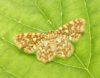 70.114 BF1876 Small Yellow Wave Hydrelia flammeolaria