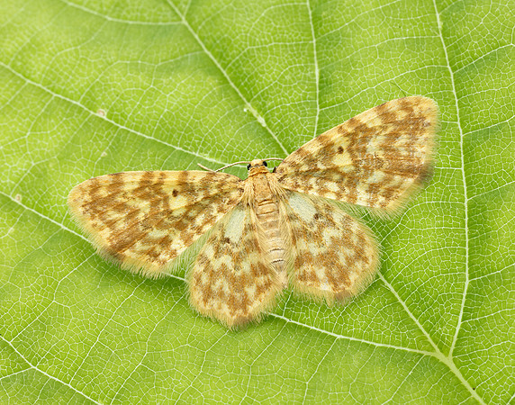 70.114 BF1876 Small Yellow Wave Hydrelia flammeolaria