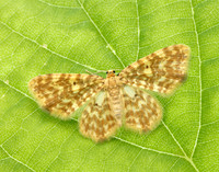 70.114 BF1876 Small Yellow Wave Hydrelia flammeolaria