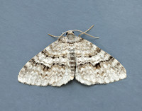 70.115 BF1873 Welsh Wave Venusia cambrica