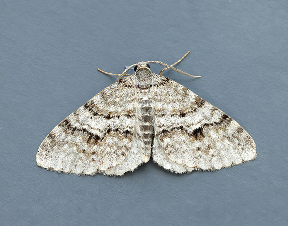 70.115 BF1873 Welsh Wave Venusia cambrica