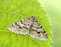 70.115 BF1873 Welsh Wave Venusia cambrica