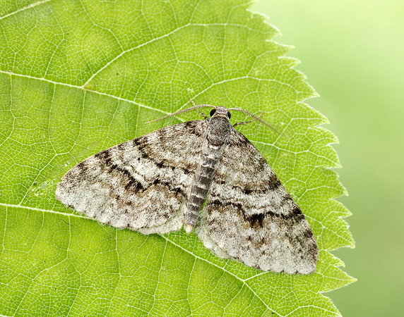 70.115 BF1873 Welsh Wave Venusia cambrica