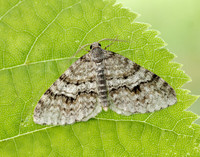 70.115 BF1873 Welsh Wave Venusia cambrica