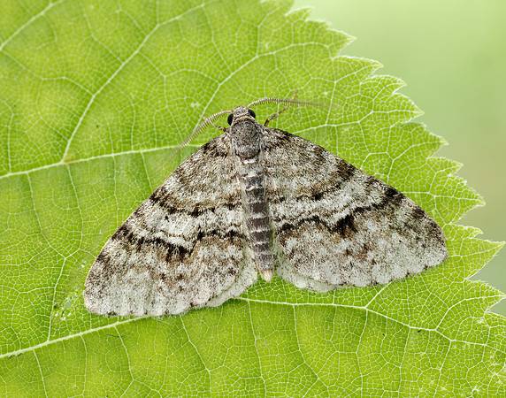 70.115 BF1873 Welsh Wave Venusia cambrica
