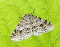 70.115 BF1873 Welsh Wave Venusia cambrica