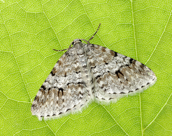 70.115 BF1873 Welsh Wave Venusia cambrica