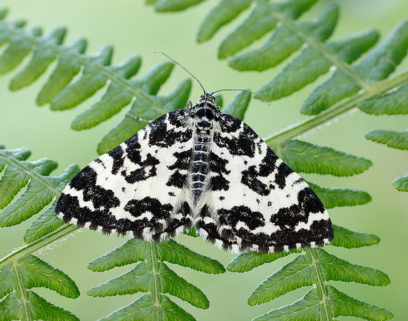 70.120 BF1787 Argent & Sable Rheumaptera hastata