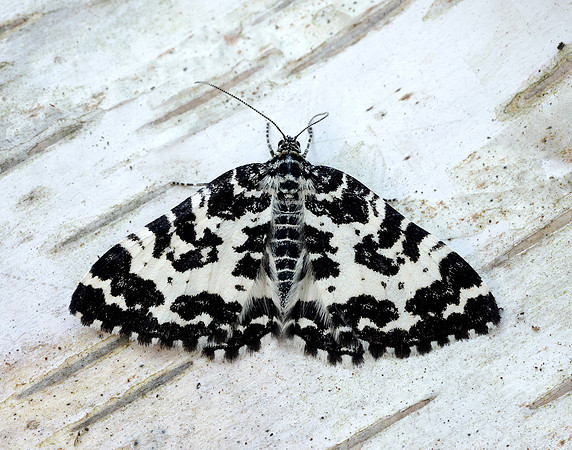 70.120 BF1787 Argent & Sable Rheumaptera hastata