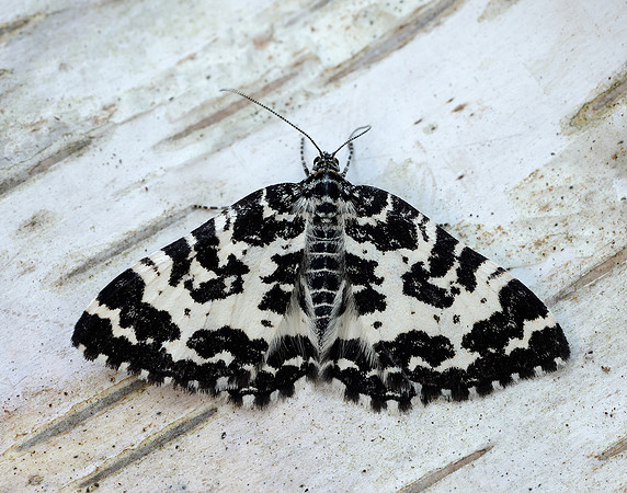 70.120 BF1787 Argent & Sable Rheumaptera hastata