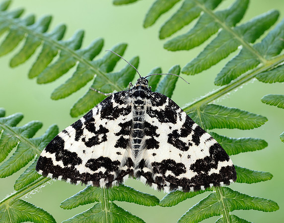 70.120 BF1787 Argent & Sable Rheumaptera hastata