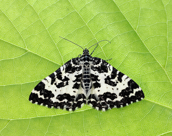 70.120 BF1787 Argent & Sable Rheumaptera hastata