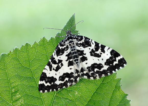 70.120 BF1787 Argent & Sable Rheumaptera hastata