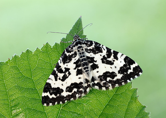70.120 BF1787 Argent & Sable Rheumaptera hastata