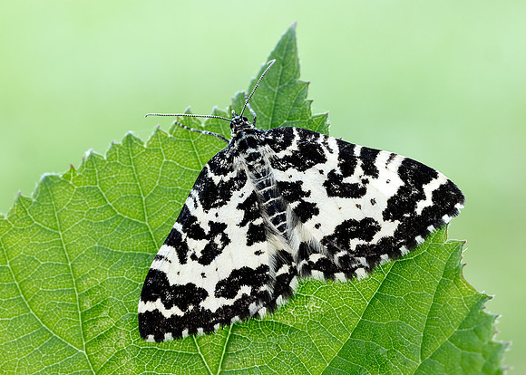 70.120 BF1787 Argent & Sable Rheumaptera hastata