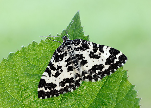 70.120 BF1787 Argent & Sable Rheumaptera hastata