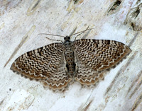 70.121 BF1789 Scallop Shell Hydria undulata