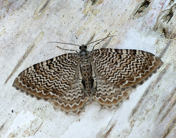 70.121 BF1789 Scallop Shell Hydria undulata
