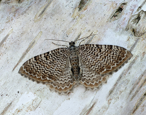 70.121 BF1789 Scallop Shell Hydria undulata