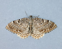 70.121 BF1789 Scallop Shell Hydria undulata