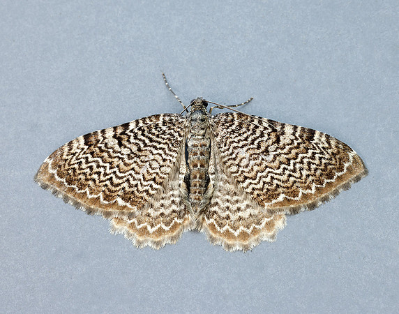 70.121 BF1789 Scallop Shell Hydria undulata