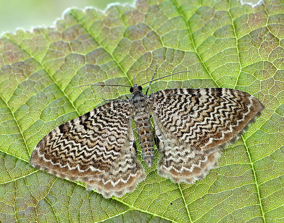 70.121 BF1789 Scallop Shell Hydria undulata