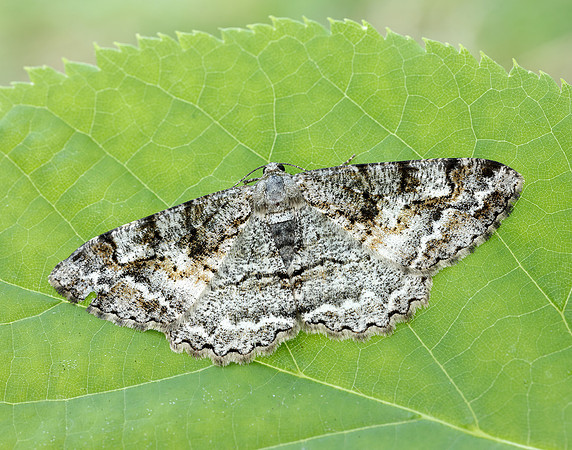 70.265 BF1941 Mottled Beauty Alcis repandata