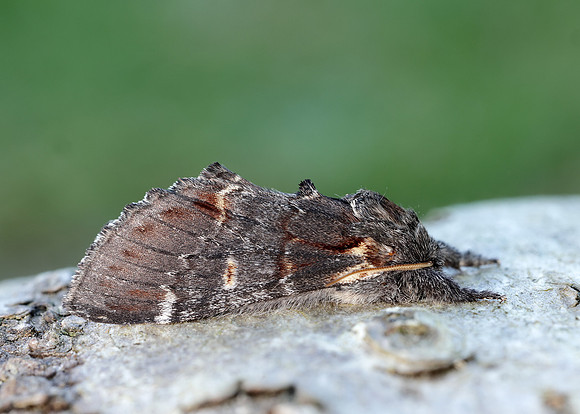 71.012 BF2000 Iron Prominent Notodonta dromedarius