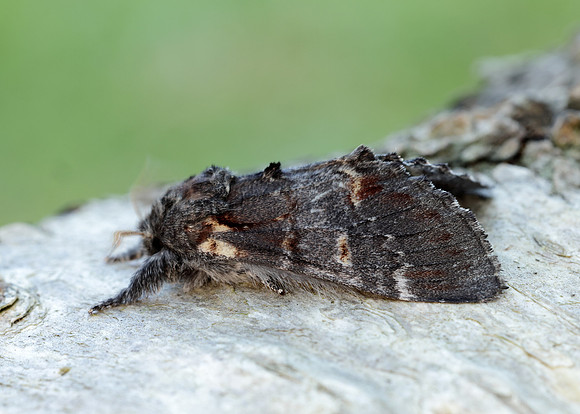 71.012 BF2000 Iron Prominent Notodonta dromedarius