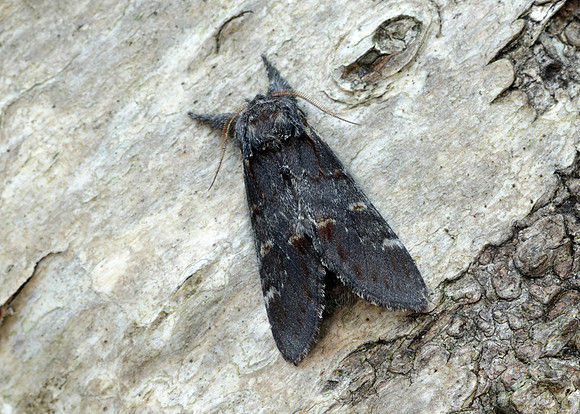 71.012 BF2000 Iron Prominent Notodonta dromedarius