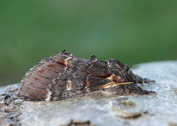 71.012 BF2000 Iron Prominent Notodonta dromedarius