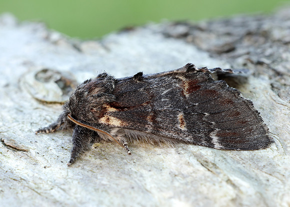 71.012 BF2000 Iron Prominent Notodonta dromedarius