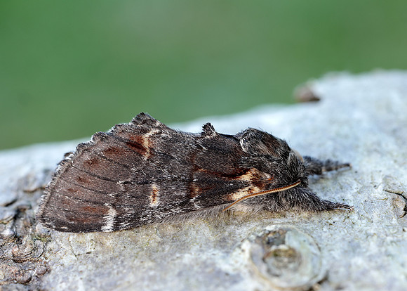 71.012 BF2000 Iron Prominent Notodonta dromedarius